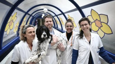 Le chien Snoopy accompagne les patients atteints de cancer