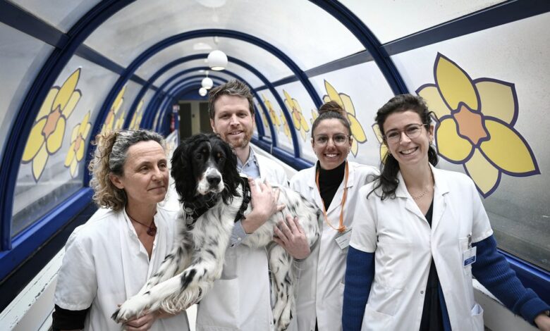 Le chien Snoopy accompagne les patients atteints de cancer