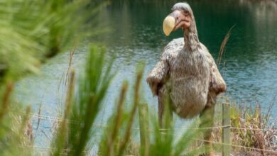 dodo