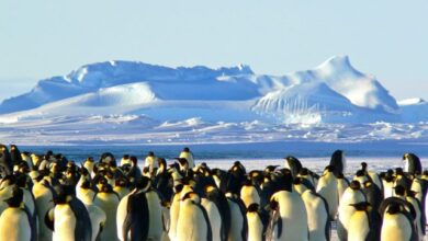 emperor-penguins-antarctic-life-animal
