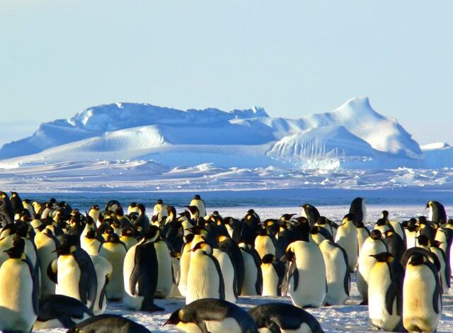 emperor-penguins-antarctic-life-animal