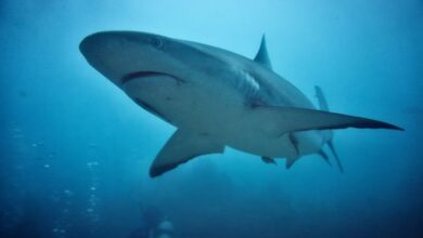 Biodiversité : les requins enfin protégés