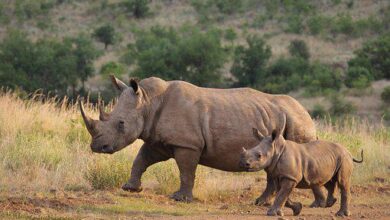rhino