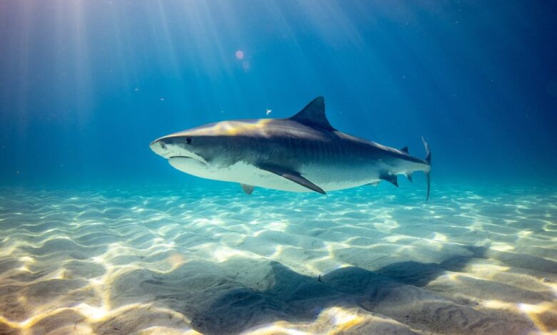 Biodiversité : les requins enfin protégés