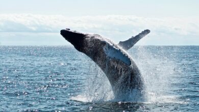 les animaux qui font du bien à la planète
