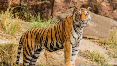 Les tigres menacés font leur retour en Inde