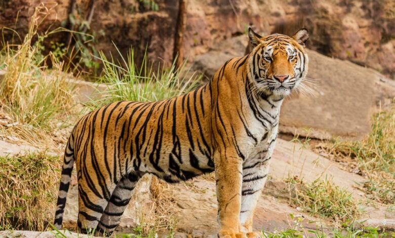 Les tigres menacés font leur retour en Inde