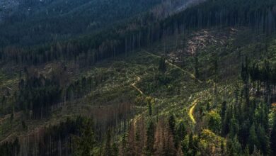 déforestation