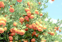 oranger-agrumes