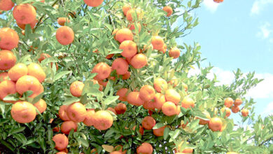 oranger-agrumes